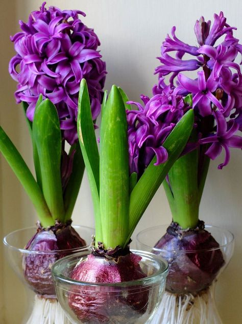 Bulb Photography, Hyacinth Bean Vine, Hyacinth Bulbs, Hyacinth Plant, Hyacinth Flowers, Purple Hyacinth, Flower Background Iphone, Rustic Backyard, Thank You Flowers