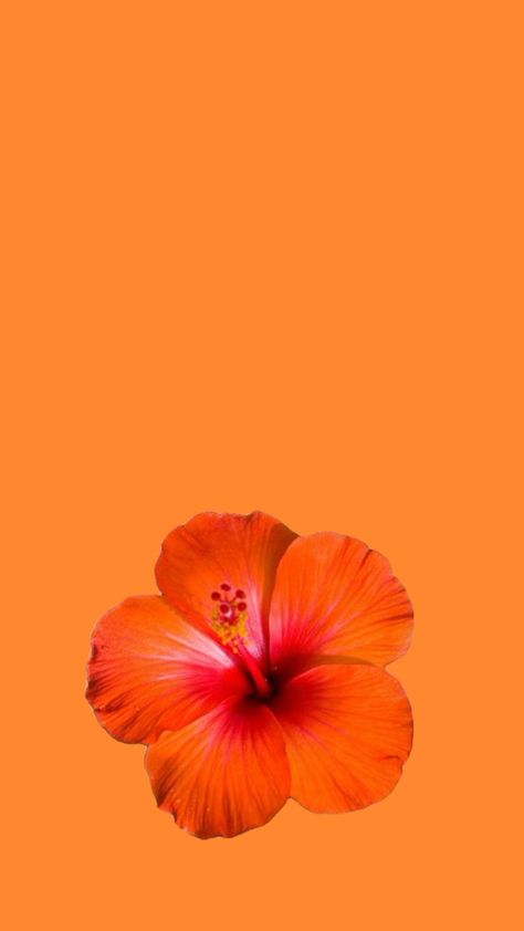 Image Aesthetic Orange, Orange Hibiscus Wallpaper, Hisbusic Flower Wallpaper, Orange Flowers Aesthetic Wallpaper, Wallpaper Hibiscus Flower, Orange Summer Wallpaper, Hibiscus Wallpaper Iphone, Hibiscus Flower Orange, Hibiscus Flower Background