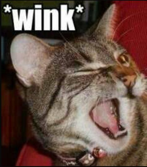 WINK (cat) WINK Funny Cat Pictures, Silly Cats, Cool Pets, Crazy Cat Lady, Beautiful Cats, Animals Friends, Crazy Cats, Cat Pics, Funny Cute