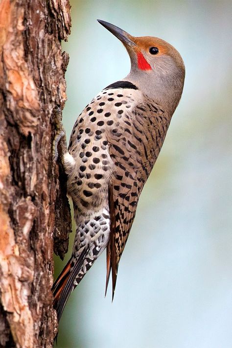 Northern Flicker bird - Such a spotted bird. Watercolor House Painting, Northern Flicker, Gourds Crafts, Bird Pictures, Bird Drawings, The Wings, Birds Painting, Bird Feathers, Yard Art