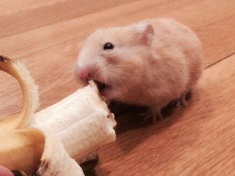 My hamster Daisy is eating a banana Hamster Banana, Banana Meme, Animal Eating, Hamster Eating, Eating Bananas, Awesome Animals, A Banana, Bananas, Food Animals