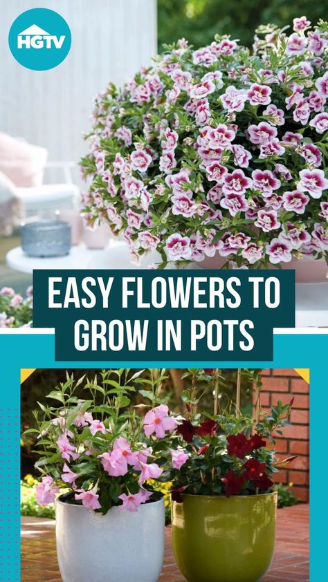 Flowers To Grow In Pots, Easy Flowers To Grow, Easiest Flowers To Grow, Patio Container Gardening, Flowers To Grow, Easy Flowers, Easy Plants To Grow, Potted Flowers, Flower Pots Outdoor