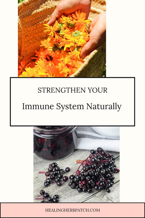 Explore simple yet effective tips to naturally boost your immune health! From nutrient-rich foods to herbal remedies, discover how you can strengthen your immune system and lead a healthier life. Learn about the best vitamins and minerals necessary for your immunity to thrive. By incorporating these natural methods into your daily routine, you can enhance your body’s defense against illness and infection. This guide will provide you with the motivation to take charge of your health, all through nature’s best offerings. Let's begin this wellness journey together! Herbs To Heal, Elderberry Tea, Calendula Benefits, Menstrual Health, Nutrient Rich Foods, Holy Basil, Syrup Recipe, Lemon Balm, Healing Herbs