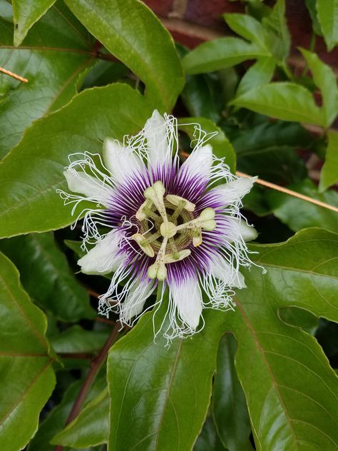 I planted a passionfruit vine last year this year I get this beautiful flower!...and hopefully fruit! Backyard Plant Ideas, Passion Fruit Vine, Passionfruit Flower, Passionfruit Vine, Passion Fruit Plant, Eco House Design, Wedding Floral Ideas, Contemporary Still Life, Backyard Plants