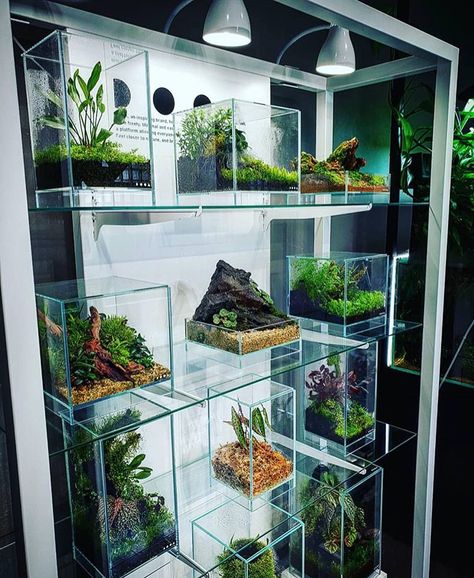 Terrarium Scene, Water Terrarium, Magical Water, Diy For Beginners, Kaktus Dan Sukulen, Aquarium Garden, Fish Tank Terrarium, Indoor Water Garden, Aquarium Terrarium