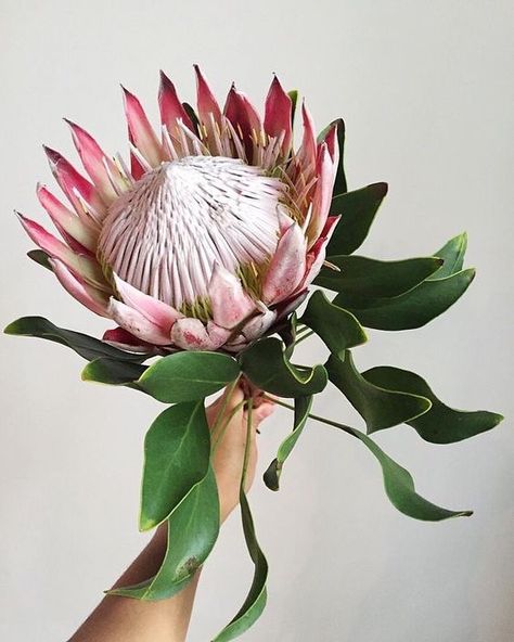 Beautiful flowers to get us through the rest of the week! Chicago Flowers, Protea Art, Sogetsu Ikebana, King Protea, Strange Flowers, Protea Flower, Australian Flowers, Happy Hump Day, Hump Day