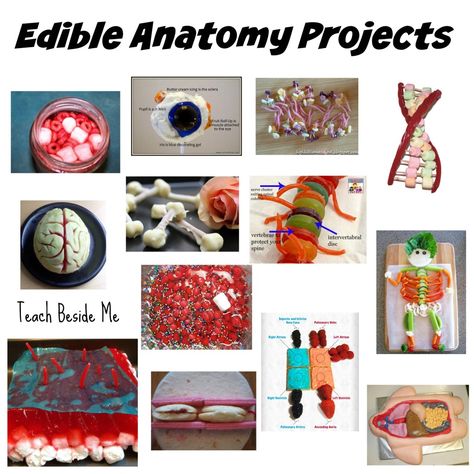 100 edible anatomy projects — count us in! Anatomy Projects College, Anatomy Projects, Body Systems Project, Human Body Unit Study, Human Body Projects, Body Science, Human Body Science, Human Body Activities, Class 2023