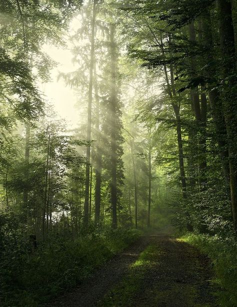 Green Witch Aesthetic, Dark Forest Aesthetic, Halloween Wallpaper Iphone Backgrounds, Heart In Nature, Forest Scenery, Forest Bathing, Mystical Forest, Misty Forest, Fantasy Forest