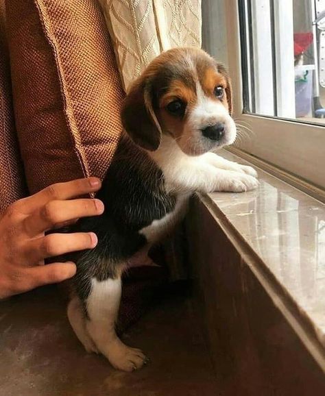 Baby Beagle, Cute Beagles, Baby Animals Pictures, Cute Little Puppies, Beagle Puppy, Cute Animals Images, Beagle Dog, Baby Puppies