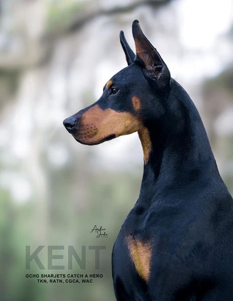 Doberman Side Profile, Win Photos, Doberman Photography, American Doberman, Moodboard Pics, Black Doberman, Doberman Love, World Mythology, Dog Anatomy