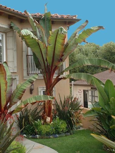 Banana Trees Landscape, Red Banana Tree, Yard Trees, Black Color Hairstyles, Red Banana, Color Hairstyles, Tropical Backyard, Small Front Yard, Banana Plants