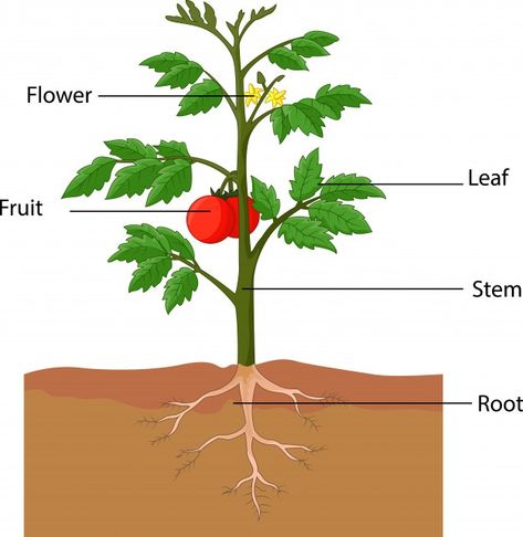 Illustration showing the parts of a toma... | Premium Vector #Freepik #vector #label #leaf #green #graphics دورة حياة النبات, Photosynthesis Worksheet, Flower Anatomy, Plants Worksheets, Planting For Kids, Zestaw Ikon, Tomato Plant, Plant Projects, Plant Vector