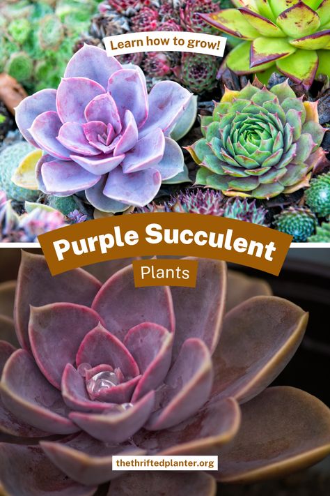 Beautiful purple succulents for your garden and home. Care tips for long lived succulents Ghost Plant, Purple Tips, Purple Succulents, Peat Moss, House Plant Care, Soil Improvement, Garden Edging, Organic Fertilizer, Garden Structures