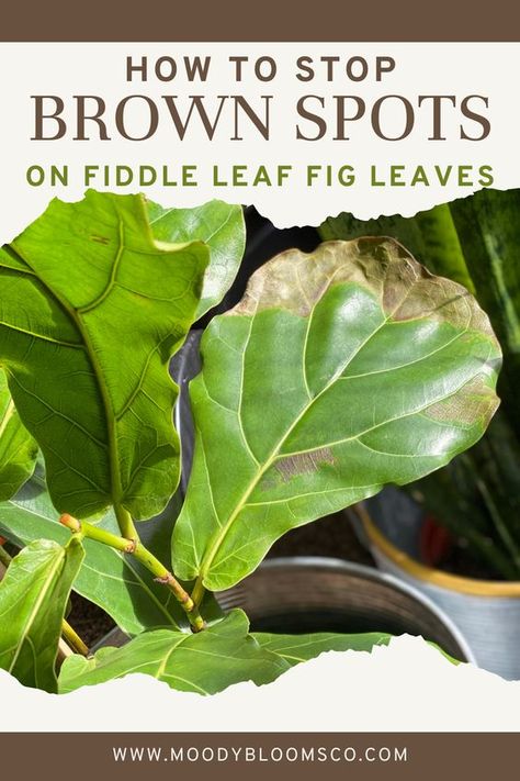 Fiddle Leaf Tree Brown Spots, Plant Location In Home, Cleaning Fiddle Leaf Fig Leaves, Fiddle Leave Fig Tree, Fig Plant Indoor Care, Fiddle Leaf Tree Care Brown Spots, How To Care For Fig Leaf Plant, Fiddle Leaf Plant Care, Caring For Fiddle Leaf Fig