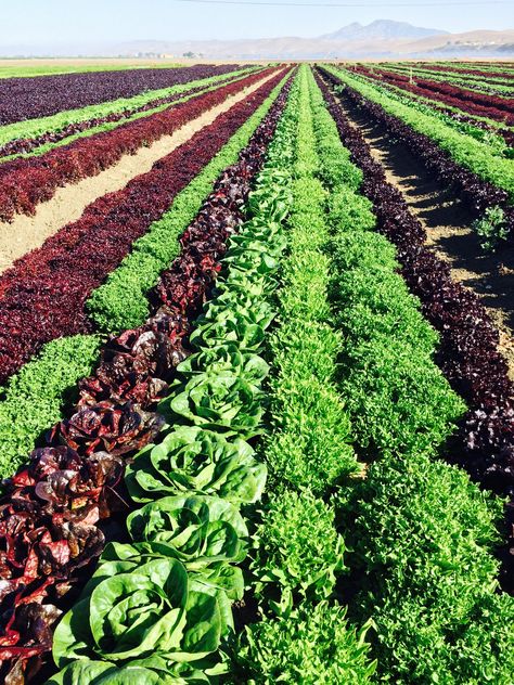 Geography Photos, Mixed Farming Images, Rice Agriculture, Agriculture Photography Philippines, Lettuce Farm, Farm Crops, Agriculture Land, Vegetable Farm, Agriculture Photos