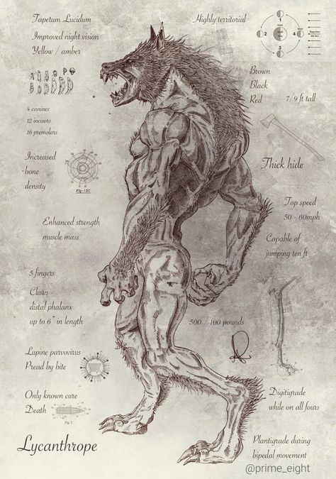 Lycanthrope - Imgur Werewolf Art, Vampires And Werewolves, 다크 판타지, Mythical Creatures Art, Mythological Creatures, A Wolf, 판타지 아트, Magical Creatures, Creature Design