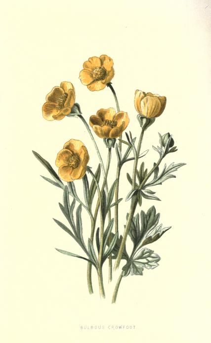 1878 v.1 - Familiar wild flowers figured and described by F. Edward Hulme - By Frederick Edward Hulme, 1841-1909 - via BHL Illustration Botanique Vintage, Yellow Flower Print, Illustration Botanique, Botanical Illustration Vintage, Victorian Flowers, Vintage Botanical Prints, Floral Illustration, Plant Drawing, Scientific Illustration