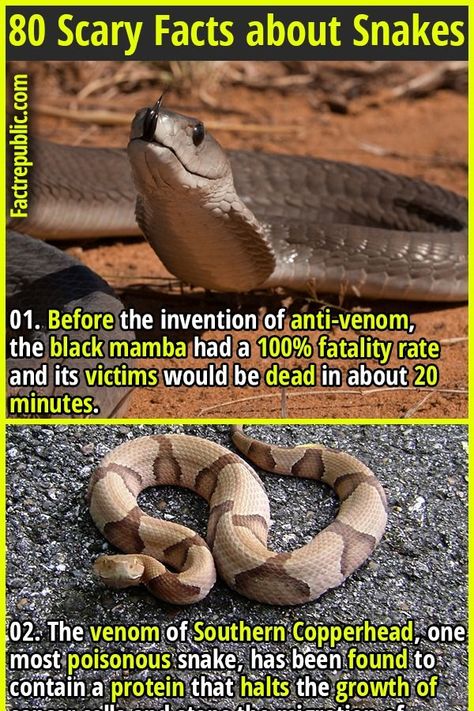 1. Before the invention of anti-venom, the black mamba had a 100% fatality rate and its victims would be dead in about 20 minutes. #snakes #animal #science #knowledge #education #shocking #horror #scary #venom Facts About Snakes, Spooky Facts, Black Mamba Snake, Venomous Animals, Mamba Snake, Snake Facts, The Black Mamba, Anti Venom, Science Knowledge