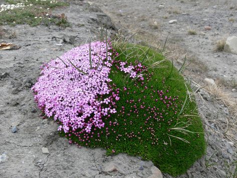 The hemispherical tussocks of Moss Campion often have flowers growing on the south facing "sunny" side. Sustainable Gardening, Plant Fungus, Alpine Plants, Moss Garden, Pretty Plants, Growing Flowers, Flowers Nature, Cool Plants, Rock Garden