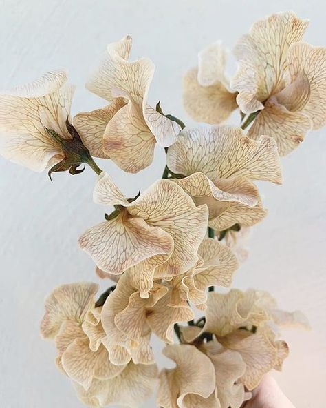 Sweet Peas Aesthetic, Sweet Pea Flowers Aesthetic, Bouquet Champetre, Dyed Flowers, Wedding Aesthetics, Sweet Pea Flowers, Pea Flower, Chattanooga Tennessee, Cut Flower Garden