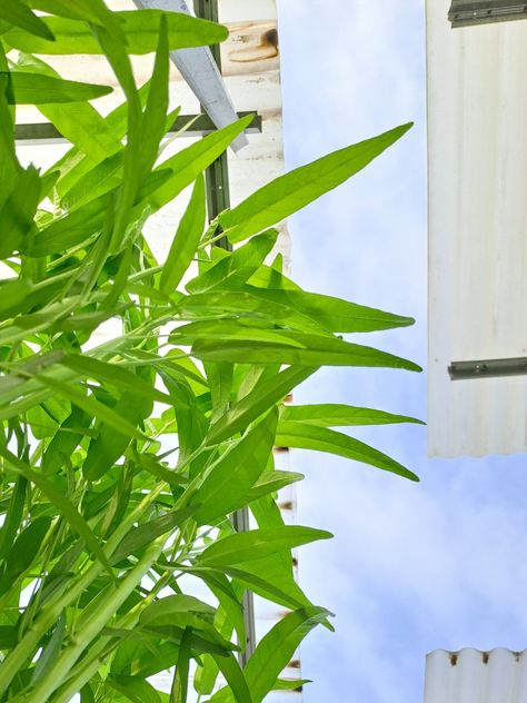 Herbs, Plants