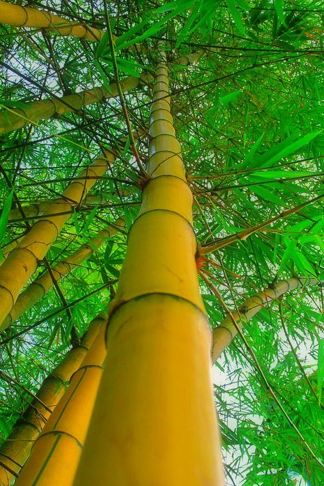 Bamboo Seeds, Golden Bamboo, Yellow Bamboo, Privacy Shades, Different Species, Bamboo Garden, Board Quotes, Bamboo Tree, Bamboo Plants