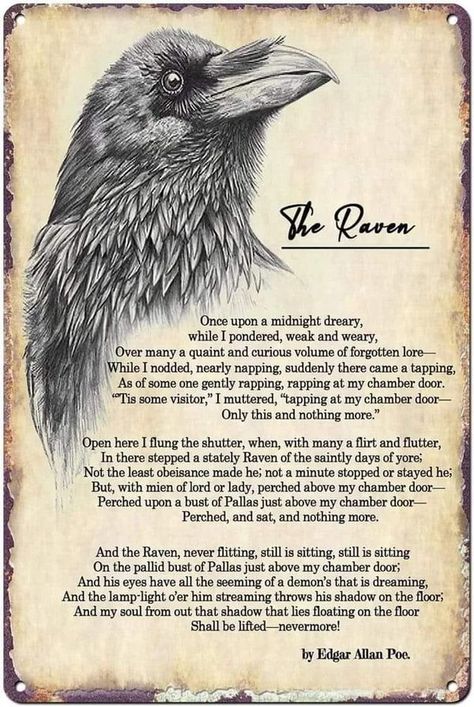 Raven Crow Lovers | Yesterday, I got My new crosw raven sign❤️Afterwards I posted it on my timeline | Facebook Seeing Ravens Meaning, Crow Vs Raven Symbolism, Crow Or Raven, Raven Nevermore, Crow Represents, Raven Crow Difference, I Got This, Metal Signs