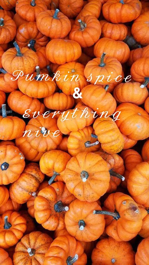 Images Of Pumpkins, Free Fall Wallpaper, Pumpkins And Gourds, Pumpkin Wallpaper, Pumpkin Images, Cute Fall Wallpaper, Iphone Wallpaper Fall, Fall Background, Orange Walls