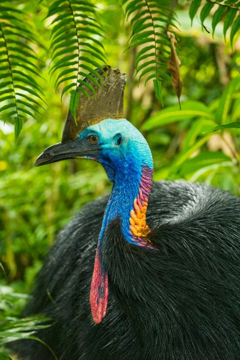 Cassowary Bird, Flightless Bird, Animal Facts, Weird And Wonderful, Birds Of Prey, Animals Of The World, Papua New Guinea, Black Bird, Beautiful Birds