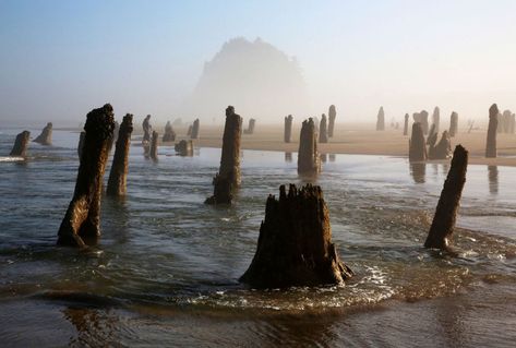 Ghost Forest, Forest Oregon, Subduction Zone, Visit Oregon, Oregon Life, Southern Oregon Coast, Explore Oregon, Oregon Beaches, Oregon Trip