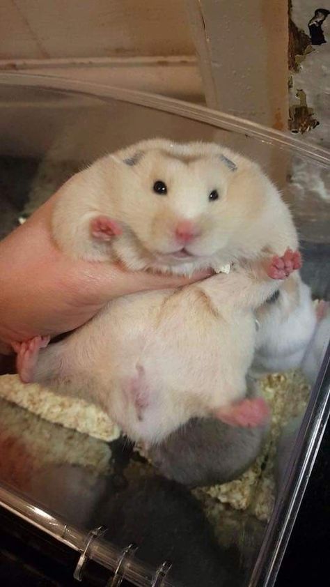 Fat Hamster, Fat Rat, Hamster Life, Baby Hamster, Funny Rats, Funny Hamsters, Cute Rats, Hams, Cute Hamsters