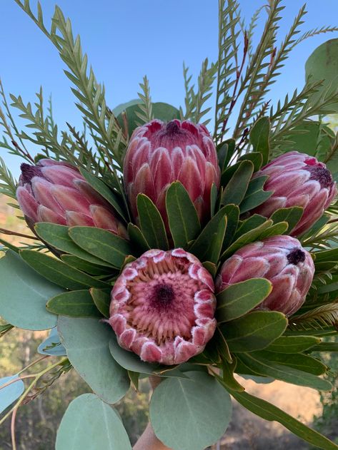 Proteus Flower, Protea Flower Bouquet, Ancient Flowers, Flowers Represent, Protea Wedding, Protea Flowers, Sea God, Protea Bouquet, Hawaiian Homes