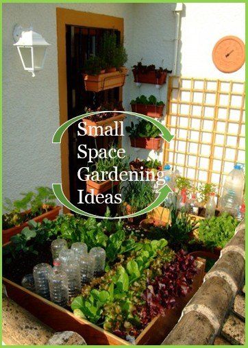 Balcony Vegetable Garden, Plants And Pots, Tiny Balcony, Small Balcony Garden, Garden Area, Have Inspiration, 아파트 인테리어, Garden Pictures, Small Space Gardening