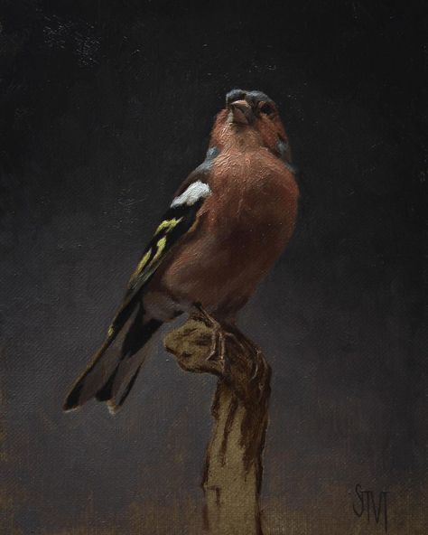 Artist’s Drawings & Paintings on Instagram: “Swipe and enjoy the process of this oilpainting by @sarah.margaret.gibson.art . . . #oilpainting #oilpaintartist #animalpainting #artwork…” Artist Prints, Chaffinch, Baroque Painting, Oil Painting Inspiration, Most Beautiful Birds, Bird Drawings, Birds Painting, Painting Illustration, 귀여운 동물