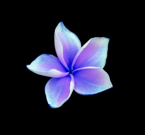 Frangipani Flower, Flowers Black Background, Flower Close Up, Flower Icons, Preppy Wallpaper, Aesthetic Colors, Single Flower, Cool Wallpaper, Purple Flowers