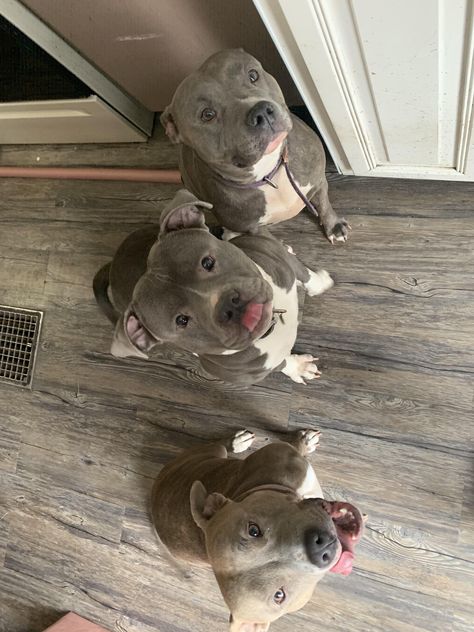 The happiest family  #pitbulls #pitbullpuppies #pitbullterrier #pitbulldog Pitbull Mix Breeds, Animal Captions, Pitbull Puppies, Pitbull Mix, Pit Bulls, Sweet Dogs, Cute Dogs And Puppies, Cute Animal Photos, Pitbull Dog