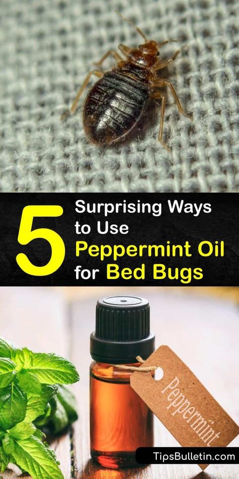 Learn to use essential oils like peppermint and eucalyptus as a natural repellent and insecticide for bed bug control. Avoid harsh chemicals and pesticides in your home to get rid of a bed bug infestation. Peppermint oil is great at repelling bed bugs. #repel #bedbugs #peppermint #oil Bed Bugs Essential Oils, Peppermint Oil Uses, Peppermint Spray, Essential Oil Bug Spray, Bug Bites Remedies, Bed Bug Spray, Bug Infestation, Bug Spray Recipe, Rid Of Bed Bugs