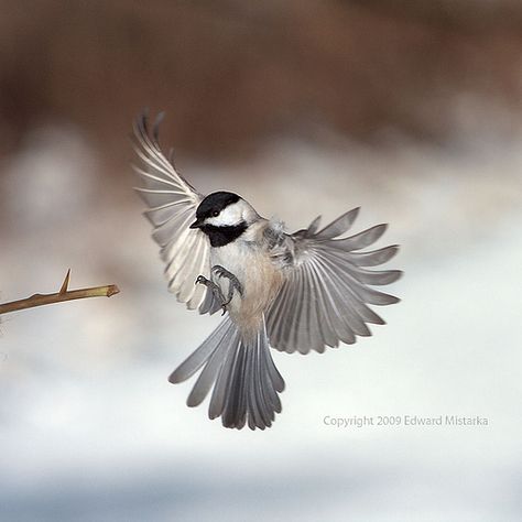 Carolina Chickadee flying and landing by Edward Mistarka, via Flickr Chickadee Flying, Chickadee Tattoo, Carolina Chickadee, Bird Flying, Backyard Birds, Bird Pictures, Birds Tattoo, Bird Drawings, Pretty Birds