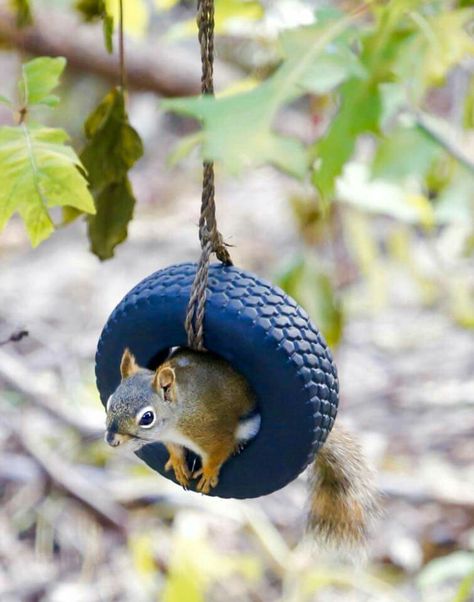 This Squirrel is having a "Good-year!" Squirrel Feeders, Squirrel Pictures, Squirrel Funny, Cute Squirrel, A Squirrel, Muhammad Ali, Woodland Creatures, Chipmunks, Animals Friends