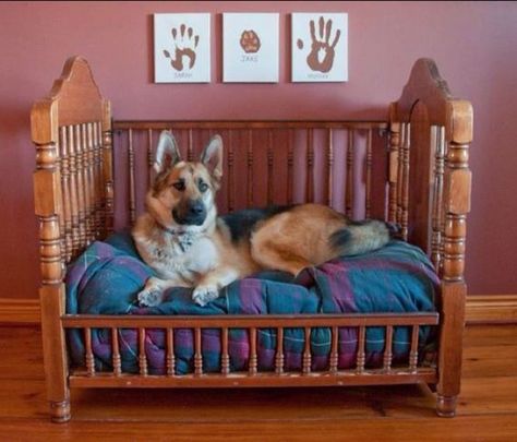 Diy Elevated Dog Bed, Metal Dog Kennel, Dog Bedroom, Dog Organization, Puppy Obedience Training, Elevated Dog Bed, Basic Dog Training, Diy Dog Bed, Dog Crate Furniture