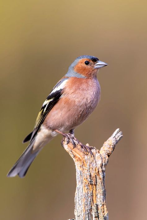 Common chaffinch (Fringilla coelebs) by Kalle Pihelgas / 500px Chaffinch Bird, Chaffinch, Backyard Birds, Beautiful Birds, Pet Birds, Birds, Wonder, Animals