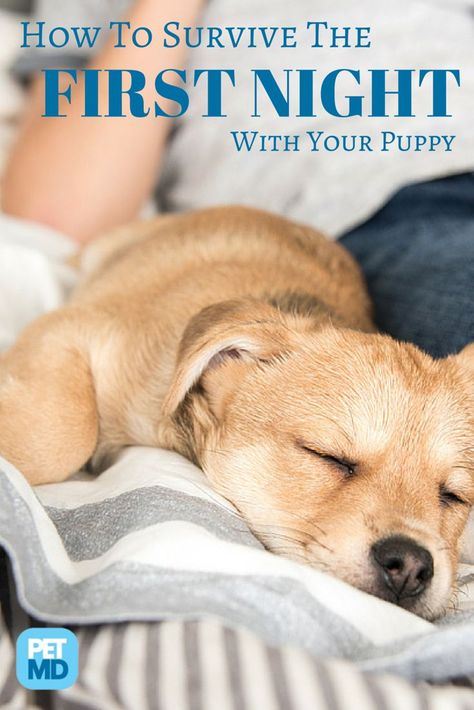 When bringing a new puppy home, you have to make sure he feels secure. Here's a quick guide for surviving the first night! Dog Commands Training, Puppy Time, Game Mode, Puppy Training Tips, Best Dog Training, How To Survive, Blue Merle, Training Your Puppy, Puppy Care