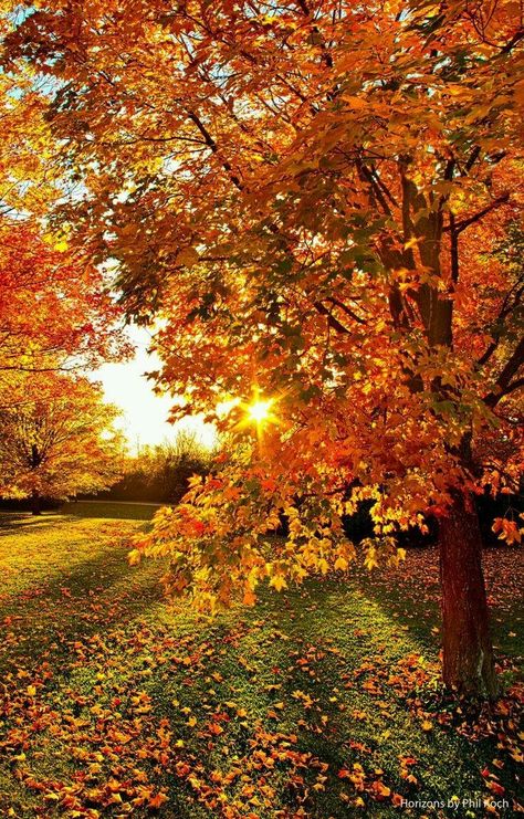 Autumn morning Leaves On The Ground, Portret Feminin, Autumn Magic, Autumn Tree, Orange You Glad, Autumn Scenes, Autumn Scenery, Fall Photoshoot, Autumn Beauty