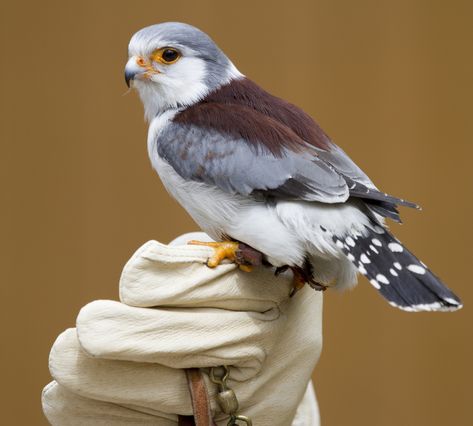 https://flic.kr/p/bUWk1u | Pygmy Falcon Pygmy Falcon, Cool Birds, Pigeon Breeds, Bird Quotes, Most Beautiful Birds, Bird Photos, Animal Reference, Bird Wallpaper, Animal References