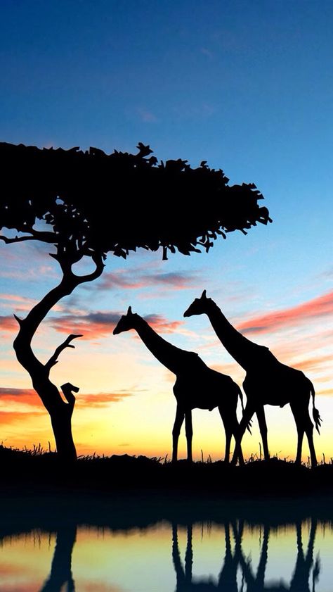 Afrika Aesthetic, African Safari Tattoo, Landscape Wallpaper Desktop, Safari Tattoo, Safari Pictures, Safari Landscape, Giraffe Silhouette, Safari Sunset, Giraffe Pictures