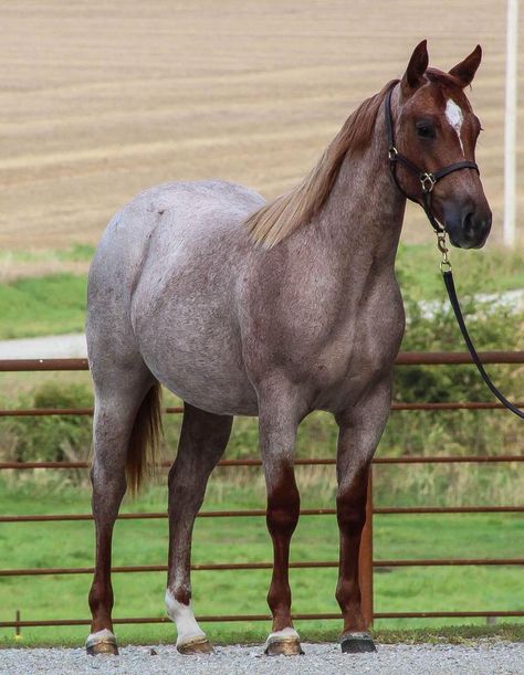 HQ Cat Reyzn Hell 2017 AQHA Red Roan filly Roan Horse, Aqha Horses, Blue Roan, Donkeys, Horse Breeds, Sketchbook Art Inspiration, Ponies, Art Sketchbook, Equestrian