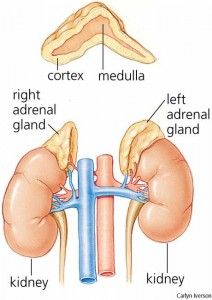 The Real Deal on Adrenal Fatigue  1. People who train hard and look lean are not always healthy.  2. Eating fat will not make you fat.  3. Working out smarter, not harder is the way to achieve performance and aesthetic goals.  4. Sleep is the cornerstone of being able to eat well, train well, and lose fat. Signs Of Adrenal Fatigue, Adrenal Gland, Adrenal Fatigue Symptoms, Addisons Disease, Adrenal Support, Adrenal Health, Adrenal Glands, Adrenal Fatigue, Endocrine System