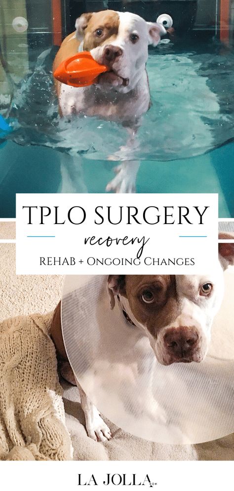 A must-read if your dog is having TPLO surgery for a torn cranial cruciate ligament so that you can learn what recovery is really like from a dog-owner. Pampered Dogs, Green Dog Collar, Velvet Dog Collar, Personalized Leather Dog Collar, Diy Dog Collar, Leather Dog Collar Custom, Cruciate Ligament, Luxury Dog Collars, Dog Collar With Name