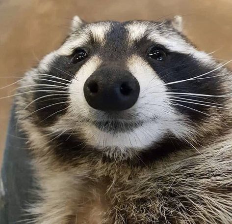 Wilbur Soot on Twitter: "i w ant crepes https://t.co/SWc8fRbnhP" / Twitter Goofy Raccoon, Raccoon Pfp, Funny Raccoon, Cute Raccoon, Racoon, Cats Dogs, Things That, Cute Animals, Gaming