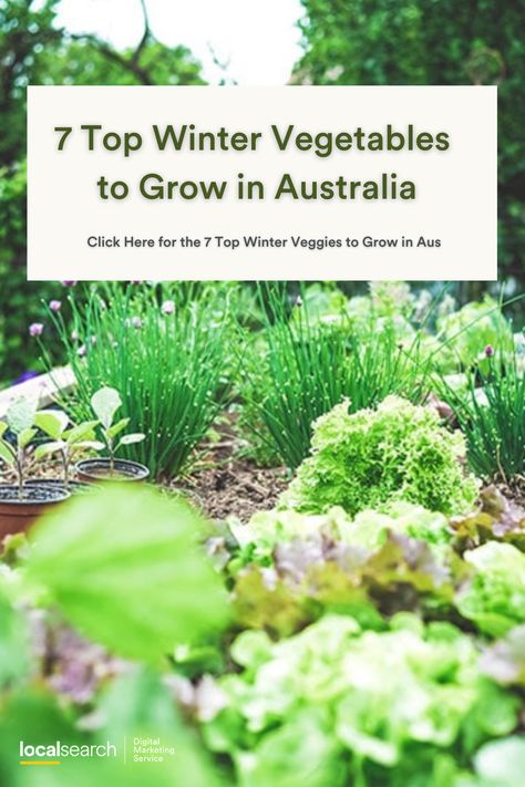 Winter Veggie Garden, Australia Vegetable Garden, Veggie Garden Ideas Australia, Gardening Australia, Vegetable Garden Australia, Winter Veggies To Grow, Australian Vegetable Planting Guide, Winter Vegetables Gardening Australia, Winter Harvest Vegetables